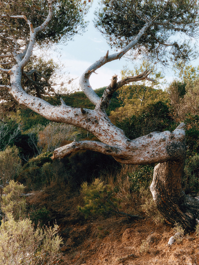 Thomas Chéné -  Tree.jpg