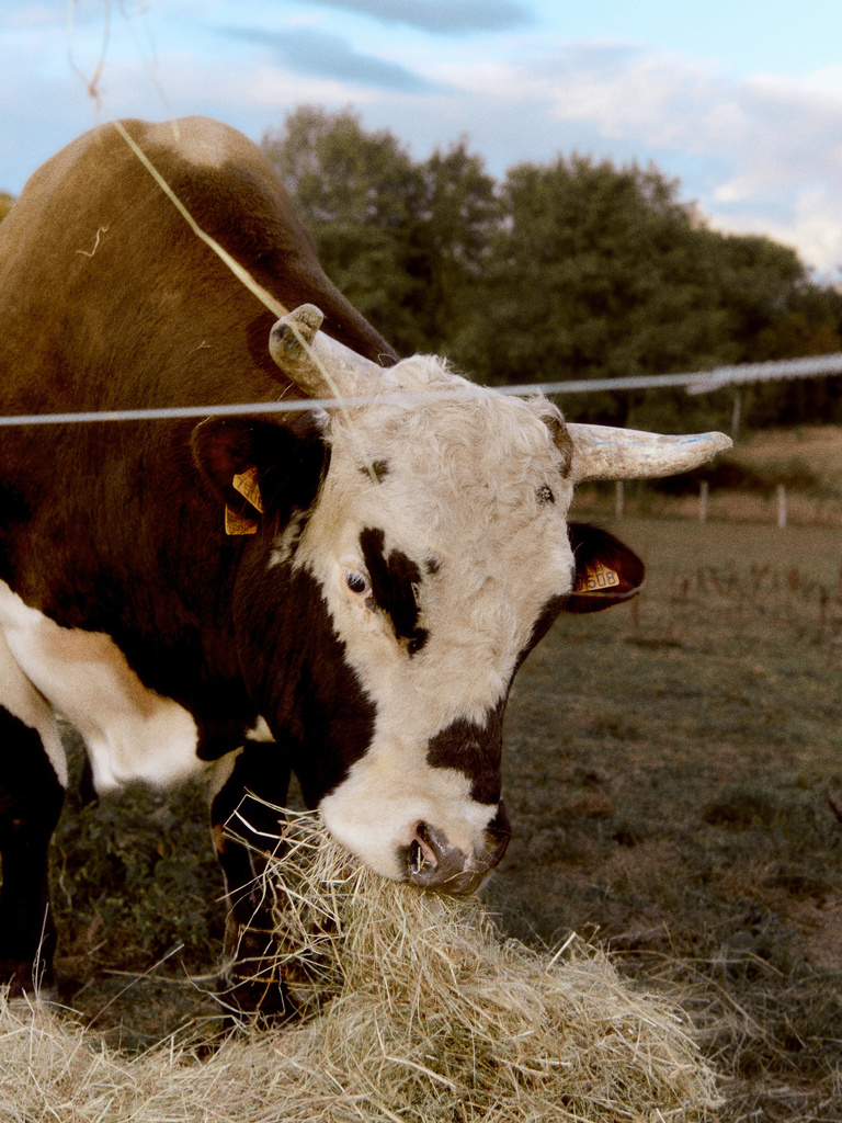 Thomas Chéné -  2019_09_07_Revue Hobbies_Bull Riding_BasseDef non retouchee_47.jpg