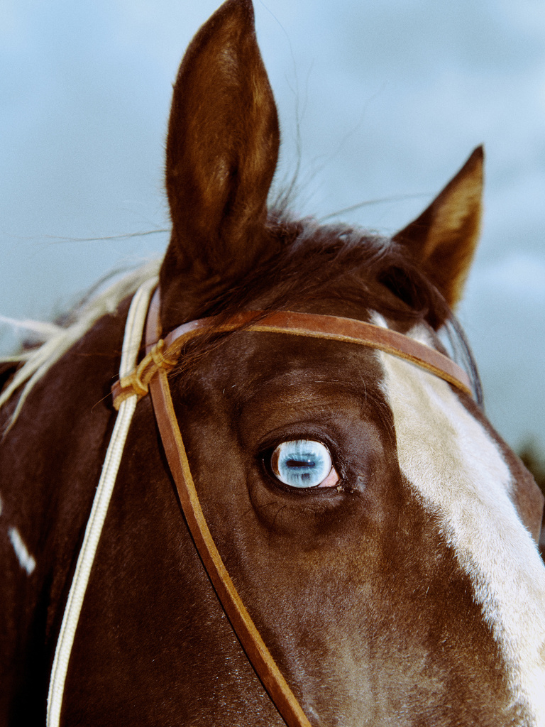 Thomas Chéné -  2019_09_07_Revue Hobbies_Bull Riding 215.jpg