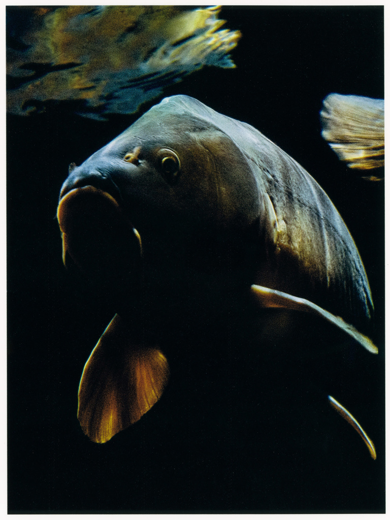 Thomas Chéné -  Aquarium-paris_Scan-(2).jpg