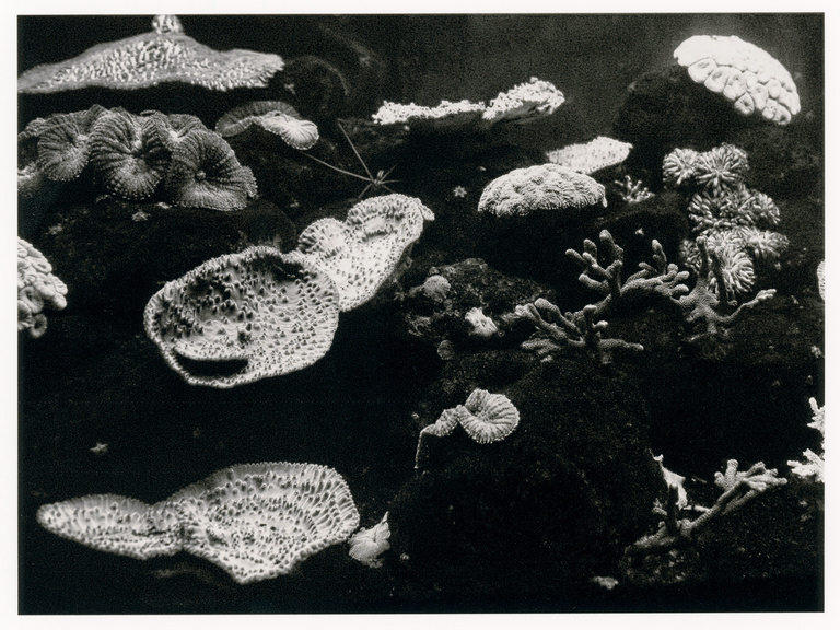 Thomas Chéné -  Aquarium-paris_Scan-(3).jpg